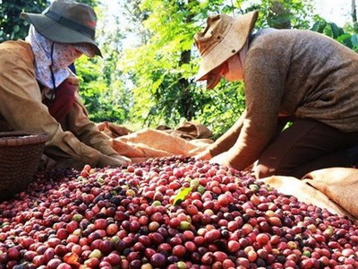 Thị trường hàng hóa tuần từ 1/4 - 6/4: Nông sản được mùa, cà phê xuống giá