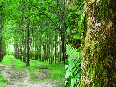  Bản tin MXV tuần 15-19/4: Cao su có tuần giảm điểm đầu tiên sau ba tuần tăng giá liên tục