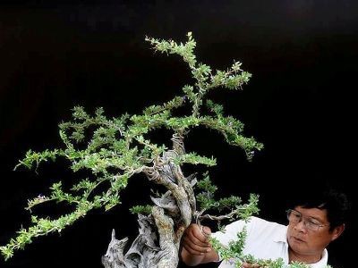 Cận cảnh: Lão nông Sài Gòn phù phép gốc “củi” thành cây cảnh nửa tỷ