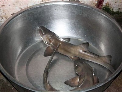 Cá nghéo là đặc sản đặc trưng của tỉnh Quảng Bình.