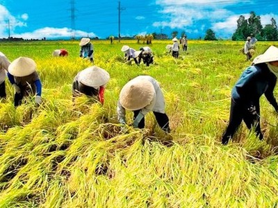 Ông Nguyễn Đình Cung, Viện trưởng CIEM cho biết, nếu 19% diện tích canh tác lúa được chuyển sang các cây trồng khác, nền kinh tế Việt Nam có thể thu được lợi ích là 6 tỷ USD trong 20 năm.