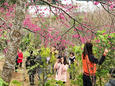 Hoa anh đào Nhật Bản nở rộ giữa lòng hồ ở Điện Biên