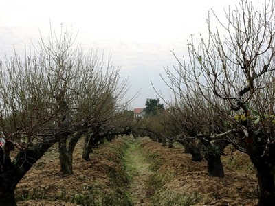 Vườn đào cổ thụ Hải Phòng chờ Tết