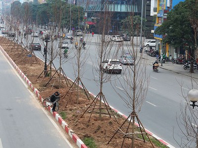 Cây phong được trồng ở dải phân cách giữa phố Nguyễn Chí Thanh, Trần Duy Hưng. Ảnh: Ngọc Thành.