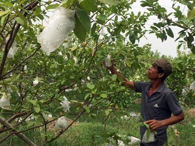 Nông dân thu nhập 300 triệu mỗi năm nhờ trồng ổi