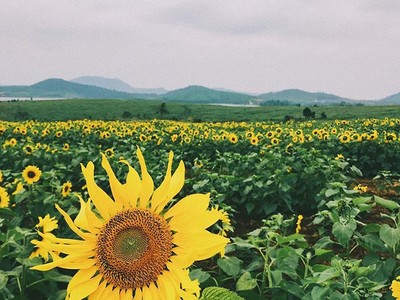 Du khách đổ xô đến đồng hoa hướng dương lớn nhất Việt Nam