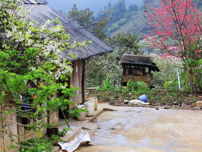 Đến Mộc Châu ngắm mận nở trắng trời