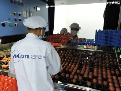Tiếp tục nghiên cứu thúc đẩy xuất khẩu sản phẩm trứng, đây là một trong những sản phẩm có sức tiêu thụ tốt của ngành chăn nuôi. Ảnh: VGP/Đỗ Hương