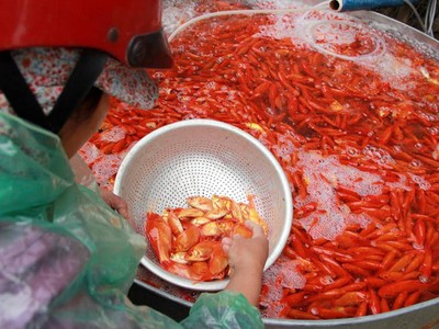 Dân buôn ôm số lượng cá chép cực lớn phục vụ nhu cầu ngày 23 tháng Chạp.