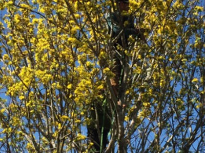 Mai phu thê tiền tỷ chờ khách dịp Tết