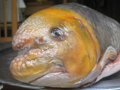 Cá Anh Vũ đầu vàng là loại khá hiếm nên giá đắt đỏ. Ảnh: Hatthocvang.