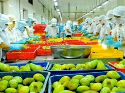 Ngành hàng rau quả tiếp tục đóng góp đáng kể vào tăng trưởng xuất khẩu của ngành nông nghiệp, với giá trị xuất khẩu trong tháng đầu tiên năm 2018 lên tới 320 triệu USD.