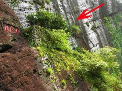 Giống trà đắt hơn vàng ở tỉnh Phúc Kiến, Trung Quốc