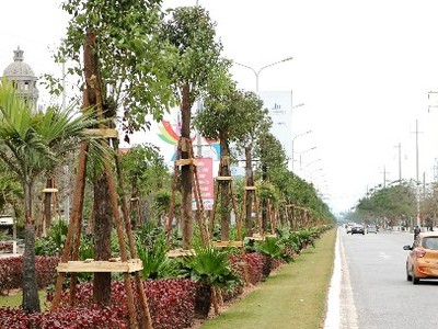 Dải thảm cỏ, cây xanh phân cách giữa đường Phạm Văn Đồng được đầu tư hơn 8 tỷ đồng trồng 1.045 cây long não. Ảnh: Giang Chinh