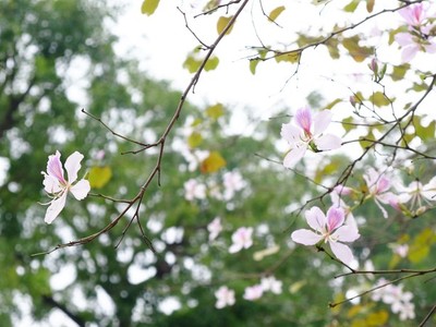 Hoa ban Tây Bắc rộ nở giữa lòng Hà Nôi