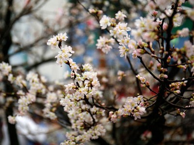 Đà Nẵng dùng xe cổ quảng bá du lịch, Điện Biên tổ chức hội hoa ban