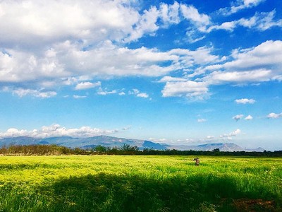 Vẻ đẹp của cánh đồng hoa thì là đang gây sốt ở Ninh Thuận