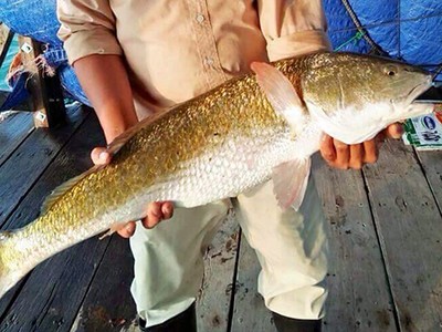 Cá nghi sủ vàng nặng 5 kg trên vịnh Vân Phong. Ảnh: Phúc An.