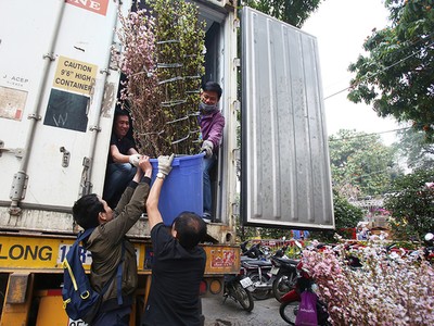 Hoa anh đào được bảo vệ trong xe container chờ khai mạc lễ hội
