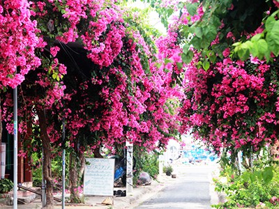 Con đường 200 m trồng 60 cây hoa giấy ở Nha Trang
