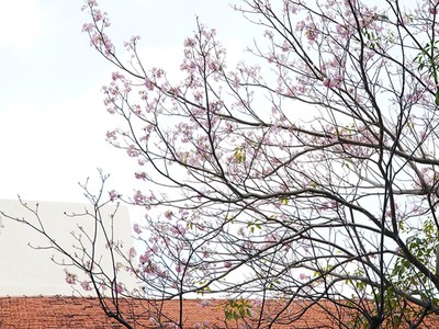 Hàng trăm cây hoa kèn hồng nở rộ giữa trung tâm Sài Gòn