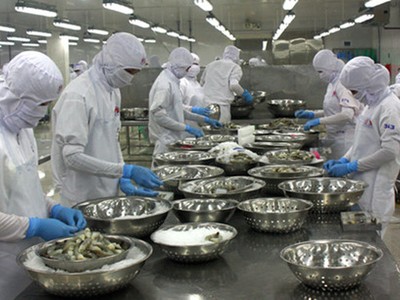 "Cà phê con ó" và nguy cơ đánh sập một ngành hàng