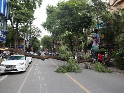 Cây phượng chắn ngang phố Tô Hiến Thành. Ảnh: Gia Chính.