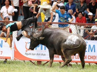 Trâu chọi húc chết chủ tại vòng loại chọi trâu Đồ Sơn 2017. Ảnh: Phong Pink