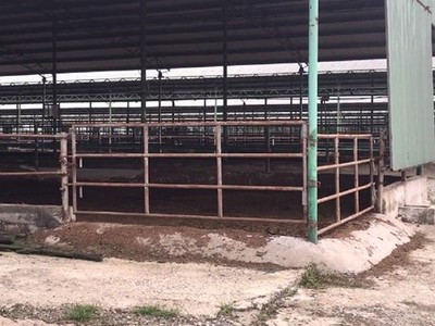 Trang trại chăn nuôi bò Bình Hà hoang tàn cho đến lúc nguyên tổng giám đốc công ty này bị khởi tố.