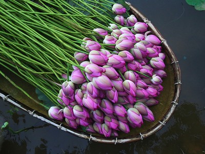 Người Hà Nội hái sen ủ trà