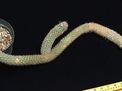 Cây xương rồng sắp tuyệt chủng có giá gần 6 tỷ đồng. (Nguồn: BI).