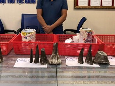 Số sừng tê giác bị bắt giữ. Ảnh: Báo Hải quan.