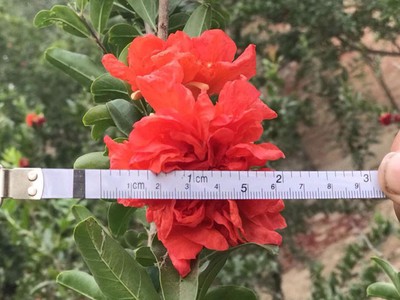 Đây là giống lựu cảnh chỉ chơi hoa với đặc điểm hoa kép, đường kính bông to.