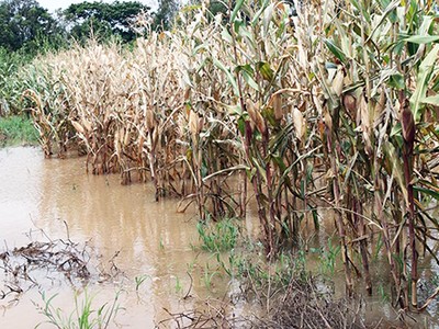 Nhiều diện tích ngô ở Đồng Tháp bị ngập sâu. Ảnh: Cửu Long.