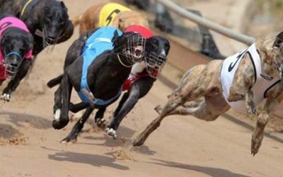 Phú Yên kiến nghị cho cá cược tại dự án Trường đua ngựa