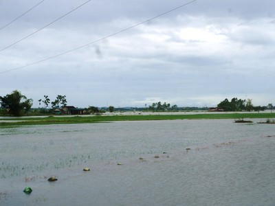 Bão số 3 và mưa lũ đã làm hàng trăm ha lúa, hoa màu bị ngập úng.