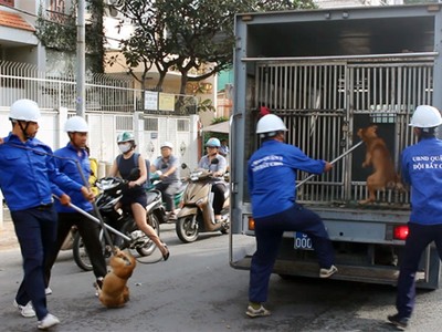 Các chú chó thả rông trên đường Nguyễn Đình Chiểu bị bắt hôm nay. Ảnh: Sơn Hòa.