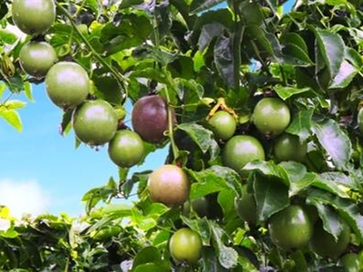 HNG sẽ chi 1.137 tỷ đồng mở rộng diện tích cây ăn trái