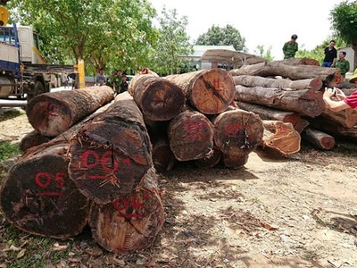 Hạt trưởng kiểm lâm bị khởi tố vì tiếp tay cho 'ông trùm' gỗ lậu