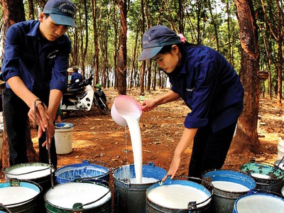 Bước lùi lợi nhuận của doanh nghiệp cao su
