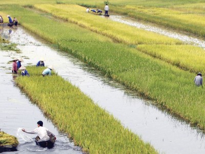 Tài chính nông nghiệp - nông thôn: Hướng đến sự bền vững tài chính cho người nghèo