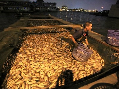 Hàng tấn cá chết được thu thu gom trong đêm. Ảnh: Gia Chính