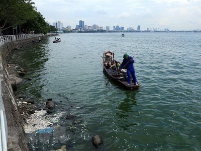 Vớt cá chết ở Hồ Tây, tháng 7/2018. (Ảnh: Huy Hùng/TTXVN).