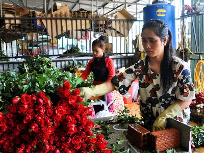 Đầu mối ở Đà Lạt đang phân loại, đóng hộp hoa hồng chuyển về các tỉnh.