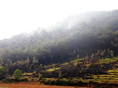 Một góc rừng phòng hộ Sóc Sơn, Hà Nội. Ảnh: Gia Chính.