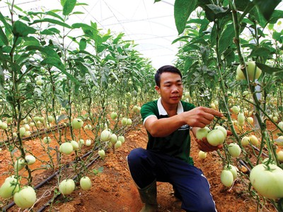 Dòng tín dụng được khơi thông đang trải dài cơ hội cho doanh nghiệp ngành nông nghiệp.