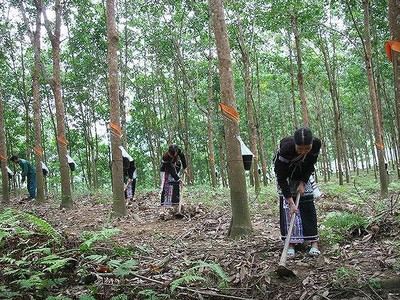 Tập đoàn Cao su sẽ đề xuất Ủy ban quản lý vốn nhà nước xin giảm sản lượng