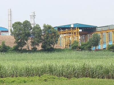 Mía đường Lam Sơn (LSS) đặt mục tiêu chia cổ tức 7%