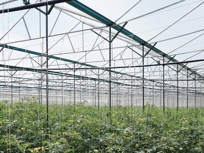 Nông nghiệp công nghệ cao Trung An dự kiến lên sàn HNX trong tháng 1/2019