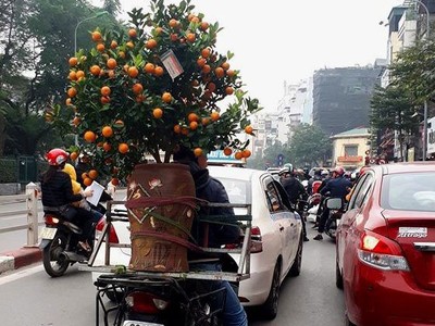 Dịch vụ chở đào, quất dịp Tết Nguyên đán.